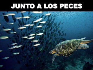 JUNTO A LOS PECES
 