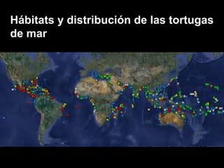 Hábitats y distribución de las tortugas
de mar
 