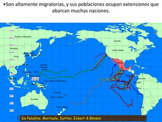 Irian Jaya,
Indonesia
Costa Rica
Colombia
Ecuador
Mexico
New Caledonia
New Zealand
Malaysia
Papua
New
Guinea
Vanuatu
Indonesia
Fiji
Australia
Northern
Mariana
Islands
Fed. States of Micronesia
Palau Islands
GuamPhilippines
Taiwan
Chile
Peru
JapanSouth Korea
North Korea
United States
Canada
Russian Federation
China
Mongolia
40°S
110°E
30°S
10°S
20°S
0°N
10°N
160°W
90°W
100°W
110°W
120°W
130°W
140°W
150°W
170°W
180°E
170°E
160°E
150°E
140°E
130°E
120°E
20°N
70°W
80°W
40°N
30°N
60°N
50°N
70°N
•Son altamente migratorias, y sus poblaciones ocupan extensiones que
abarcan muchas naciones.
De Paladino, Morreale, Dutton, Eckert & Benson
 