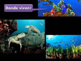 Donde viven?
 