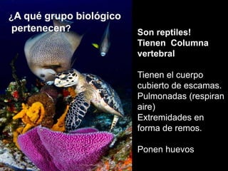 ¿A qué grupo biológico
pertenecen? Son reptiles!
Tienen Columna
vertebral
Tienen el cuerpo
cubierto de escamas.
Pulmonadas (respiran
aire)
Extremidades en
forma de remos.
Ponen huevos
 