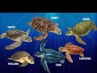 ¿CUÁLES SON LAS TORTUGAS MARINAS
QUE LLEGAN A NICARAGUA?
 