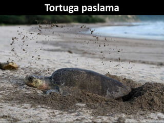 Tortuga paslama
 
