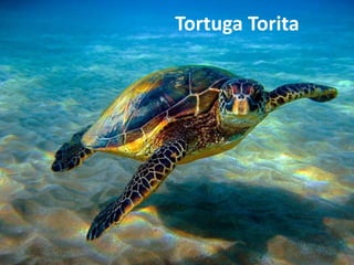 Tortuga Torita
 