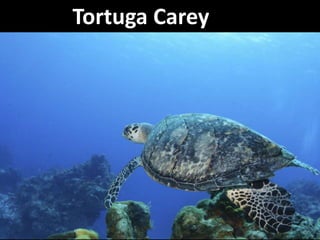 Tortuga Carey
 