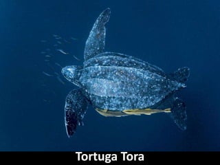 Tortuga Tora
 