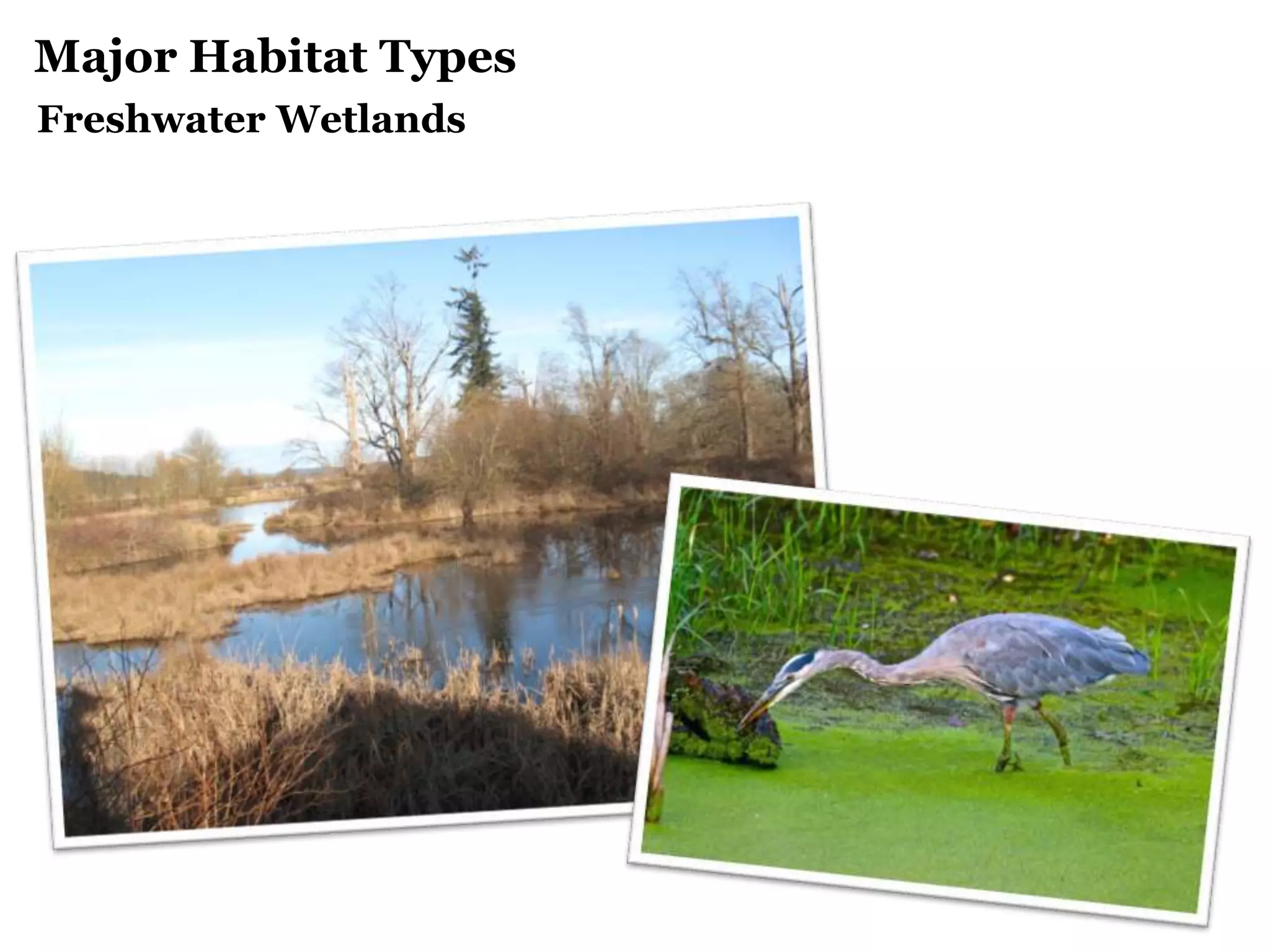 Major Habitat Types
Freshwater Wetlands
 