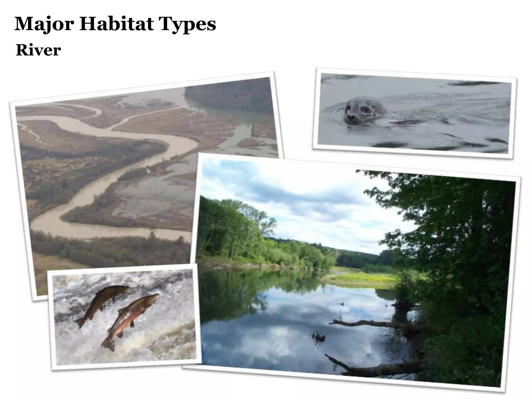Major Habitat Types
River
 