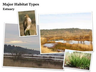 Major Habitat Types
Estuary
 