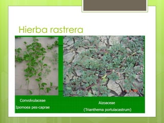 Hierba rastrera
 