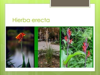 Hierba erecta
 