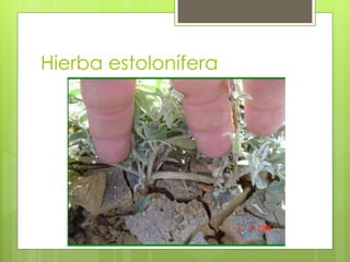 Hierba estolonífera
 