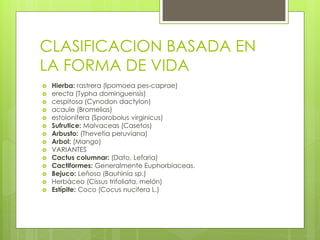 CLASIFICACION BASADA EN
LA FORMA DE VIDA
 Hierba: rastrera (Ipomoea pes-caprae)
 erecta (Typha dominguensis)
 cespitosa (Cynodon dactylon)
 acaule (Bromelias)
 estolonifera (Sporobolus virginicus)
 Sufrutice: Malvaceas (Casetos)
 Arbusto: (Thevetia peruviana)
 Arbol: (Mango)
 VARIANTES
 Cactus columnar: (Dato, Lefaria)
 Cactiformes: Generalmente Euphorbiaceas.
 Bejuco: Leñoso (Bauhinia sp.)
 Herbáceo (Cissus trifoliata, melón)
 Estípite: Coco (Cocus nucifera L.)
 