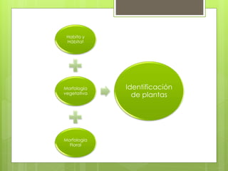 Habito y
Hábitat
Morfología
vegetativa
Morfología
Floral
Identificación
de plantas
 
