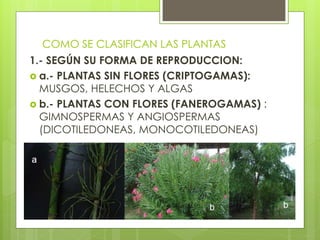 COMO SE CLASIFICAN LAS PLANTAS
1.- SEGÚN SU FORMA DE REPRODUCCION:
 a.- PLANTAS SIN FLORES (CRIPTOGAMAS):
MUSGOS, HELECHOS Y ALGAS
 b.- PLANTAS CON FLORES (FANEROGAMAS) :
GIMNOSPERMAS Y ANGIOSPERMAS
(DICOTILEDONEAS, MONOCOTILEDONEAS)
 