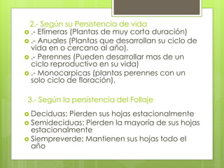  .- Efímeras (Plantas de muy corta duración)
 .- Anuales (Plantas que desarrollan su ciclo de
vida en o cercano al año).
 .- Perennes (Pueden desarrollar mas de un
ciclo reproductivo en su vida)
 .- Monocarpicas (plantas perennes con un
solo ciclo de floración).
 Deciduas: Pierden sus hojas estacionalmente
 Semideciduas: Pierden la mayoría de sus hojas
estacionalmente
 Siempreverde: Mantienen sus hojas todo el
año
3.- Según la persistencia del Follaje
2.- Según su Persistencia de vida
 