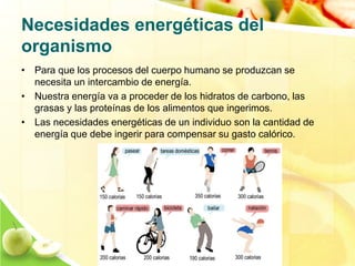 Necesidades energéticas del 
organismo 
• Para que los procesos del cuerpo humano se produzcan se 
necesita un intercambio...