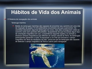 Hábitos de Vida dos Animais
O Sistema de navegação dos animais

    Tartaruga marinha
         Bebês de tartarugas marinhas são capazes de encontrar seu caminho em uma rota
         de migração de quase 13 mil quilômetros na primeira vez que a percorrem. Os
         cientistas desviaram algumas tartarugas do curso, mas elas conseguiram voltar ao
         caminho certo sem grandes dificuldades. Suspeitando de que houvesse algum tipo
         de orientação magnética em uso, a experiência seguinte sujeitou os animais a
         diversos campos magnéticos que diferiam do campo natural da Terra. As tartarugas
         participantes perderam o rumo. A exposição a um imã que simulava o campo
         magnético da Terra as recolocou na rota - prova de que as tartarugas são capazes
         de detectar o campo magnético da Terra e usá-lo para navegação
 