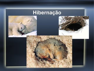 Hibernação
 