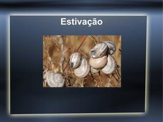 Estivação
 