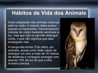 Hábitos de Vida dos Animais
Outra adaptação dos animais noturnos
está na visão. A maioria deles possui
apenas os bastonetes, fotorreceptores
(células da visão) bastante sensíveis a
luz, mas que não os permite distinguir
cores, o que não significa que eles
enxerguem mal.
A coruja-das-torres (Tyto alba), por
exemplo, possui uma visão capaz de
distinguir um alvo a mais de 10 metros
de distância e consegue enxergar com
apenas 10% da luz de que o olho
humano precisa.
 