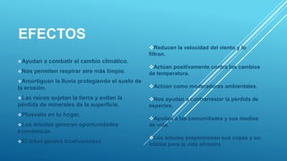 EFECTOS
Ayudan a combatir el cambio climático.
Nos permiten respirar aire más limpio.
Amortiguan la lluvia protegiendo el suelo de
la erosión.
Las raíces sujetan la tierra y evitan la
pérdida de minerales de la superficie.
Plusvalía en tu hogar.
Los árboles generan oportunidades
económicas
El árbol genera biodiversidad
Reducen la velocidad del viento y lo
filtran.
Actúan positivamente contra los cambios
de temperatura.
Actúan como moderadores ambientales.
Nos ayudan a contrarrestar la pérdida de
especies.
Ayudan a las comunidades y sus medios
de vida.
Los árboles proporcionan sus copas y un
hábitat para la vida silvestre
 
