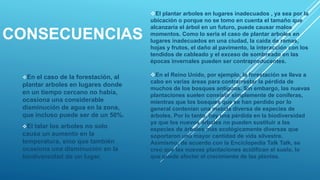 CONSECUENCIAS
En el caso de la forestación, al
plantar arboles en lugares donde
en un tiempo cercano no había,
ocasiona una considerable
disminución de agua en la zona,
que incluso puede ser de un 50%.
El talar los arboles no solo
causa un aumento en la
temperatura, sino que también
ocasiona una disminución en la
biodiversidad de un lugar.
El plantar arboles en lugares inadecuados , ya sea por la
ubicación o porque no se tomo en cuenta el tamaño que
alcanzaría el árbol en un futuro, puede causar malos
momentos. Como lo seria el caso de plantar arboles en
lugares inadecuados en una ciudad, la caída de ramas,
hojas y frutos, el daño al pavimento, la interacción con los
tendidos de cableado y el exceso de sombreado en las
épocas invernales pueden ser contraproducentes.
En el Reino Unido, por ejemplo, la forestación se lleva a
cabo en varias áreas para contrarrestar la pérdida de
muchos de los bosques antiguos. Sin embargo, las nuevas
plantaciones suelen consistir simplemente de coníferas,
mientras que los bosques que se han perdido por lo
general contenían una mezcla diversa de especies de
árboles. Por lo tanto, hay una pérdida en la biodiversidad
ya que los nuevos árboles no pueden sustituir a las
especies de árboles más ecológicamente diversas que
soportaron una mayor cantidad de vida silvestre.
Asimismo, de acuerdo con la Enciclopedia Talk Talk, se
creo que las nuevas plantaciones acidifican el suelo, lo
que puede afectar el crecimiento de las plantas.
 