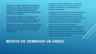 MODOS DE SEMBRAR UN ÁRBOL
Existe una gran variedad de formas de
sembrar un árbol, dependiendo de las
condiciones climatológicas en donde
habitas, la variedad que pretendes
sembrar, las características particulares
del terreno, etcétera.
Hay tantos métodos y técnicas como
variedades de árbol, sin embargo,
podemos considerar de manera general
tres formas principales para hacerlo:
 Sembrar un árbol desde la semilla: Antes
de sembrar nuestras semillas, debemos
tener en cuenta el tipo de siembra que
vamos a hacer: directa o en semillero
protegido.
 La siembra directa: Requiere de una previa
preparación del suelo y que las semillas se
coloquen respetando la profundidad y la
distancia necesarias.
 La siembra en semilleros: Se realiza cuando las
condiciones en el ambiente no son las más
adecuadas para una buena germinación. Se
utilizan usualmente como método provisional, ya
que cuando los planteles se desarrollan las
trasplantaremos a su ubicación definitiva.
 Sembrar un árbol mediante esquejes:
Reproducir plantas mediante esquejes es
un método bastante común. Consiste en
tomar una porción de la planta (una estaca,
rama o astilla) que pueda echar raíces para
formar un nuevo individuo.
 
