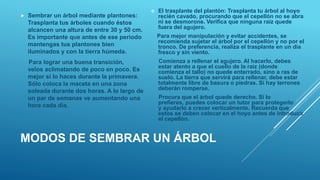 MODOS DE SEMBRAR UN ÁRBOL
 Sembrar un árbol mediante plantones:
Trasplanta tus árboles cuando éstos
alcancen una altura de entre 30 y 50 cm.
Es importante que antes de ese periodo
mantengas tus plantones bien
iluminados y con la tierra húmeda.
Para lograr una buena transición,
velos aclimatando de poco en poco. Es
mejor si lo haces durante la primavera.
Sólo coloca la maceta en una zona
soleada durante dos horas. A lo largo de
un par de semanas ve aumentando una
hora cada día.
 El trasplante del plantón: Trasplanta tu árbol al hoyo
recién cavado, procurando que el cepellón no se abra
ni se desmorone. Verifica que ninguna raíz quede
fuera del agujero.
Para mejor manipulación y evitar accidentes, se
recomienda sujetar el árbol por el cepellón y no por el
tronco. De preferencia, realiza el trasplante en un día
fresco y sin viento.
Comienza a rellenar el agujero. Al hacerlo, debes
estar atento a que el cuello de la raíz (donde
comienza el tallo) no quede enterrado, sino a ras de
suelo. La tierra que servirá para rellenar, debe estar
totalmente libre de basura o piedras. Si hay terrones
deberán romperse.
Procura que el árbol quede derecho. Si lo
prefieres, puedes colocar un tutor para protegerlo
y ayudarlo a crecer verticalmente. Recuerda que
estos se deben colocar en el hoyo antes de introducir
el cepellón.
 