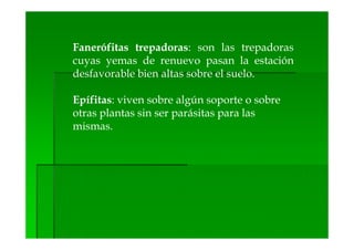 Fanerófitas trepadoras: son las trepadoras
cuyas yemas de renuevo pasan la estación
desfavorable bien altas sobre el suelo.

Epífitas: viven sobre algún soporte o sobre
otras plantas sin ser parásitas para las
mismas.
 