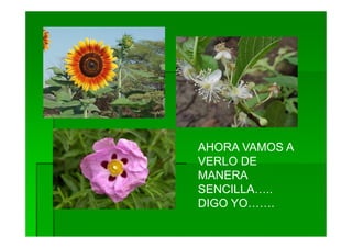 AHORA VAMOS A
VERLO DE
MANERA
SENCILLA…..
DIGO YO…….
 