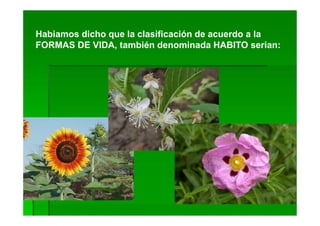Habiamos dicho que la clasificación de acuerdo a la
FORMAS DE VIDA, también denominada HABITO serian:
 