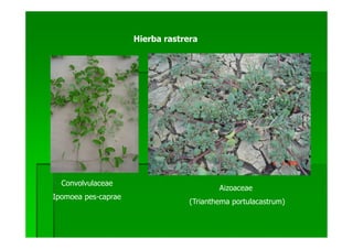 Hierba rastrera




  Convolvulaceae
                                          Aizoaceae
Ipomoea pes-caprae
                                  (Trianthema portulacastrum)
 