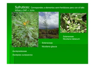 Sufrutices:     Correspondes a elementos semi-herbáceos pero con el tallo
  leñoso y DAP < 1cms.




                                                    Solanaceae
                                                    Nicotiana tabacum
                              Solanaceae
                              Nicotiana glauca

Asclepiadaceae
Asclepias curassavica
 