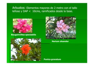 Arbustos: Elementos mayores de 2 metro con el tallo
 leñoso y DAP < 10cms, ramificados desde la base.




Bougainvillea spectabilis


                                   Nerium oleander




                            Punica granatum
 