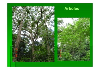 Arboles
 