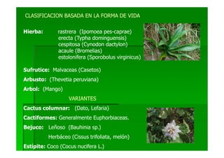 CLASIFICACION BASADA EN LA FORMA DE VIDA

Hierba:       rastrera (Ipomoea pes-caprae)
              erecta (Typha dominguensis)
              cespitosa (Cynodon dactylon)
              acaule (Bromelias)
              estolonifera (Sporobolus virginicus)

Sufrutice: Malvaceas (Casetos)
Arbusto: (Thevetia peruviana)
Arbol: (Mango)
                   VARIANTES
Cactus columnar: (Dato, Lefaria)
Cactiformes: Generalmente Euphorbiaceas.
Bejuco: Leñoso (Bauhinia sp.)
          Herbáceo (Cissus trifoliata, melón)
Estípite: Coco (Cocus nucifera L.)
 