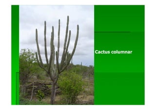 Cactus columnar
 