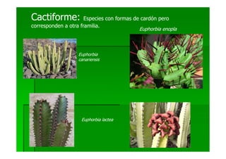 Cactiforme:           Especies con formas de cardón pero
corresponden a otra framilia.
                                           Euphorbia enopla



                   Euphorbia
                   canariensis




                    Euphorbia lactea
 