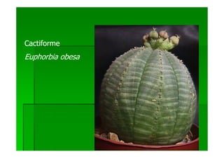 Cactiforme
Euphorbia obesa
 
