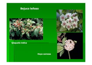 Bejuco leñoso




Qisqualis indica




                     Hoya carnosa
 