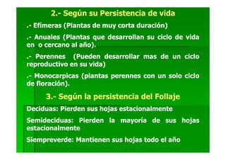 2.- Según su Persistencia de vida
.- Efímeras (Plantas de muy corta duración)
.- Anuales (Plantas que desarrollan su ciclo de vida
en o cercano al año).
.- Perennes (Pueden desarrollar mas de un ciclo
reproductivo en su vida)
.- Monocarpicas (plantas perennes con un solo ciclo
de floración).

     3.- Según la persistencia del Follaje
Deciduas: Pierden sus hojas estacionalmente
Semideciduas: Pierden la mayoría de sus hojas
estacionalmente
Siempreverde: Mantienen sus hojas todo el año
 