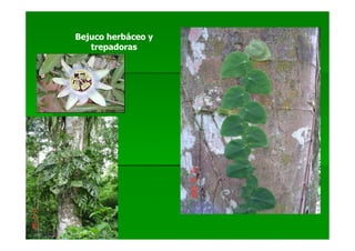 Bejuco herbáceo y
   trepadoras
 
