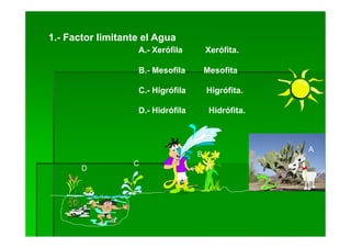 1.- Factor limitante el Agua
                   A.- Xerófila        Xerófita.

                   B.- Mesofila        Mesofita

                   C.- Higrófila       Higrófita.

                   D.- Hidrófila        Hidrófita.



                                                     A
                                   B
                  C
       D
 