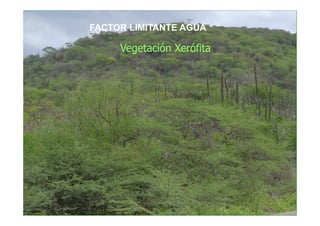 FACTOR LIMITANTE AGUA

     Vegetación Xerófita
 