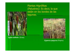 Plantas Higrófitas
                         (Palustres): Es decir, la que
                         están en los bordes de las
                         lagunas.




Typha latifolia (Enea)
                                         Cyperus papyrus (Papiro)
 