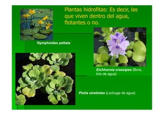 Plantas hidrofitas: Es decir, las
              que viven dentro del agua,
              flotantes o no.


Nymphoides peltata




                               Eichhornia crassipes (Bora,
                               lirio de agua)




                     Pistia stratiotes (Lechuga de agua)
 