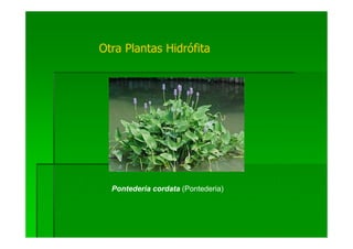 Otra Plantas Hidrófita




  Pontederia cordata (Pontederia)
 