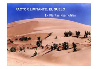 FACTOR LIMITANTE: EL SUELO
               1.- Plantas Psamófilas
 