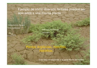 Ejemplo de cómo diversos factores pueden ser
             aplicados a una misma planta


Heterostachys ritterana
Chenopodiaceae
                                      Sesuvium edmonstonei
                                      Aizoaceae




                          Plantas Argilicolas, Halofitas,
                                   Heliofitas.

                                   Esta foto corresponde a la parte Norte del Hatillo.
 